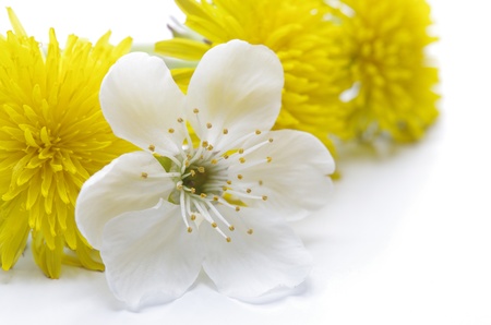 Spring flowers against the white backgroundの写真素材
