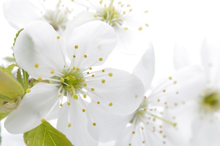Spring flowers against the white backgroundの写真素材