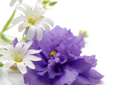 Spring flowers against the white backgroundの写真素材