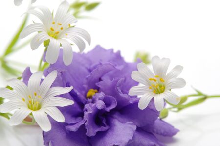 Spring flowers against the white backgroundの写真素材