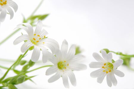 Spring flowers against the white backgroundの写真素材