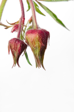 Spring flowers against the white backgroundの写真素材