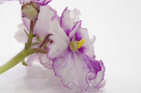 Flower of violet by closeup against the bright backgroundの写真素材