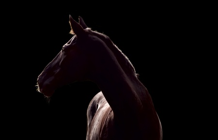 Silhouette of beautiful horse against the black backgroundの写真素材