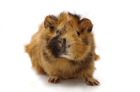 Young guinea pig against the white backgroundの写真素材