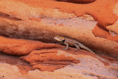 Desert chameleon.