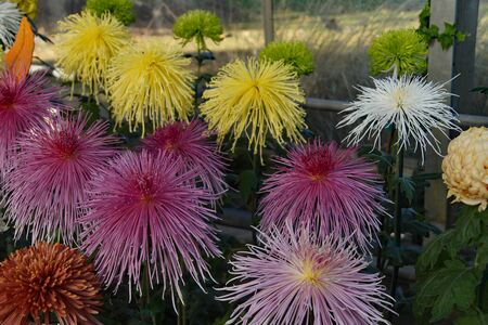 Chrysanthemums flowers in Toronto conservatoryの写真素材