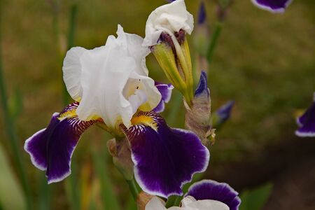 Violet and white iris flower with green backgroundの写真素材