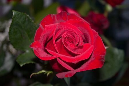 Dark red rose with green leaf backgroundの写真素材