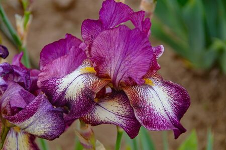 Close-up Iris flower with white and blue petals n Ottawa park with blured backgroundの写真素材