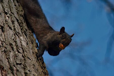Squirrel with nut in arms on tree in Toronto parkの写真素材
