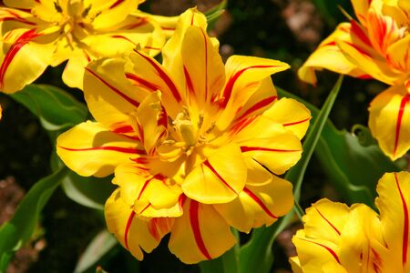 Spring tulip flowers with yellow and red petalsの写真素材