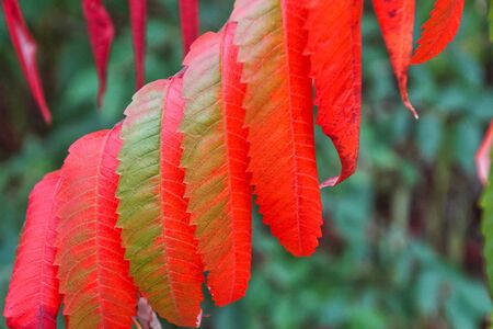 Tree branch with red leaves on green background in autumn park