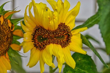 Mutant sunflower yellow head with two core eyes grown on the balcony of the apartmentの写真素材