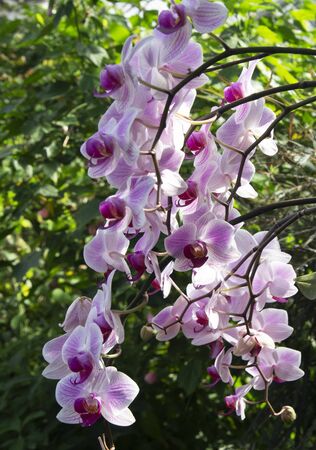 White-pink orchid flowers in Toronto greenhouse. Phalaenopsis Orchids. Floral backgroundの写真素材