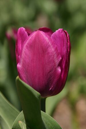 Single spring tulip flower with magenta petals in Toronto parkの写真素材