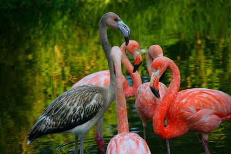 Pink and grey flamingos in the Zoo pond on a green backgroundの写真素材