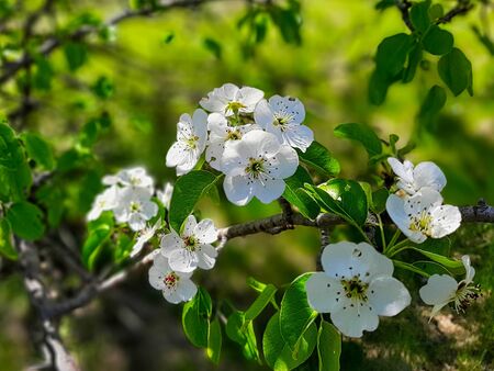 Closeup apple blossoms on tree in Mount Pleasant Cemetery, Torontoの写真素材