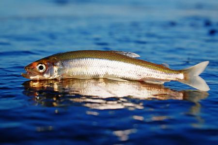 winter fishing on the sea the bright sunの写真素材