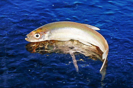winter fishing on the sea the bright sun