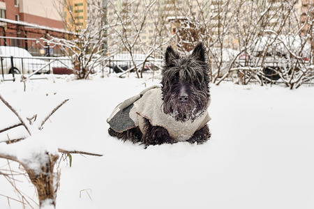 funny dog poses for the cameraの写真素材