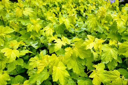 background of green leaves