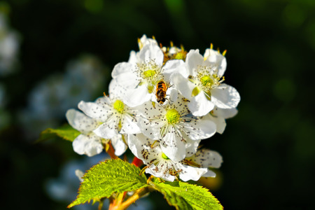 bee on flowerの写真素材