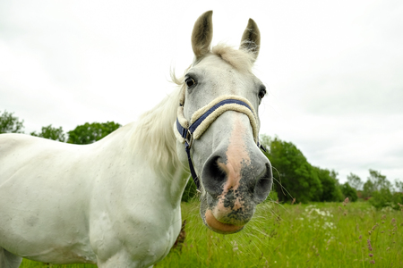 graceful white horse in a green fieldの写真素材