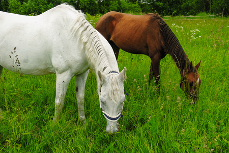 graceful black and white horse in a green fieldの写真素材