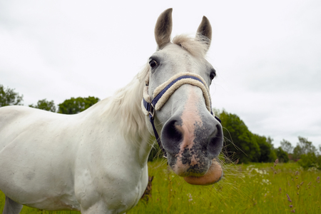 graceful white horse in a green fieldの写真素材