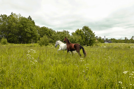 graceful black and white horse in the fieldの写真素材
