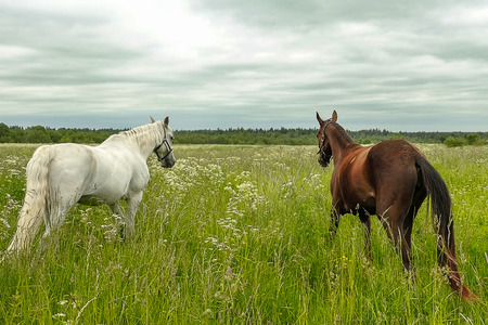 graceful black and white horse in the fieldの写真素材