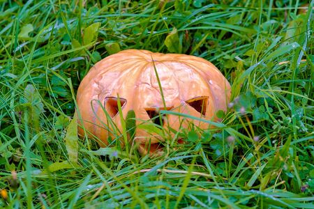 pumpkin for Halloween in the Park in the grass among the leavesの写真素材