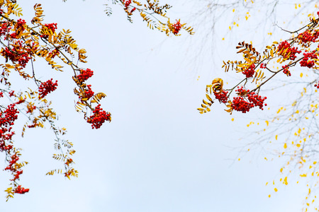 bright beautiful branches of a mountain ash against the skyの写真素材
