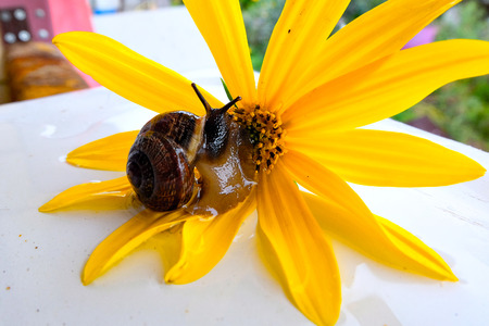 snail sitting on a flowerの写真素材