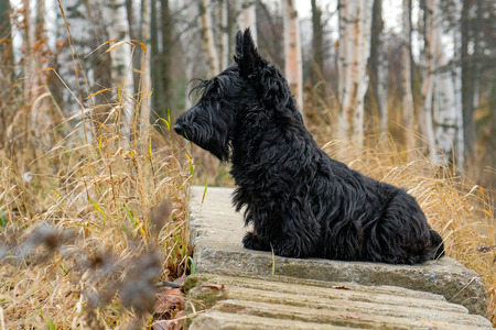 funny naughty dogの写真素材