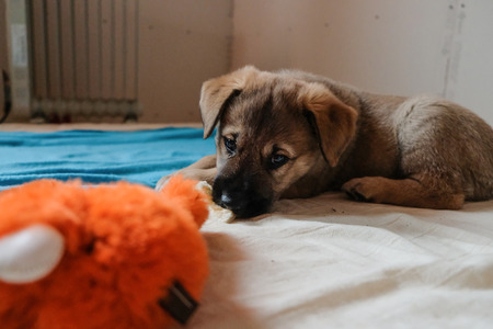 funny puppy Golden Retrieverの写真素材