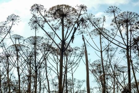 field dried Hogweedの写真素材