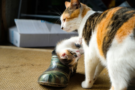 little kitten in the Shoe