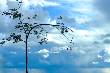 bright landscape of the Baltic seaの写真素材