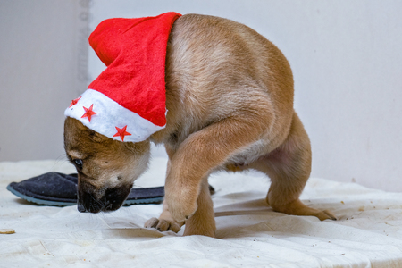 funny puppy Golden Retrieverの写真素材