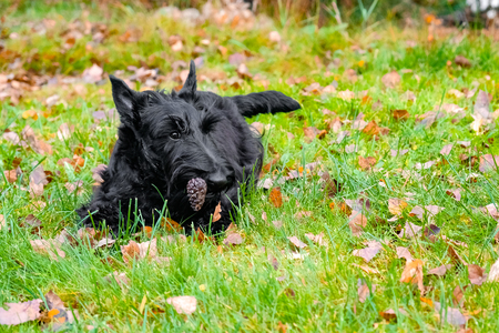 funny naughty dogの写真素材