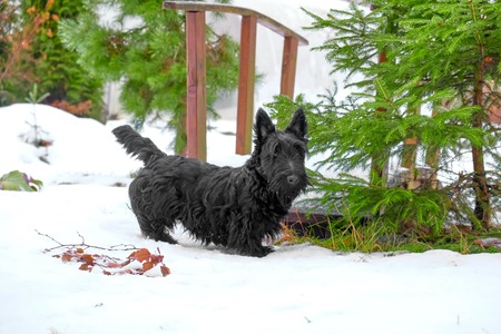 funny dog poses for the cameraの写真素材
