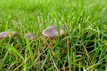 beautiful white mushroomの写真素材