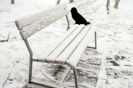black dog on white snow on Christmas dayの写真素材
