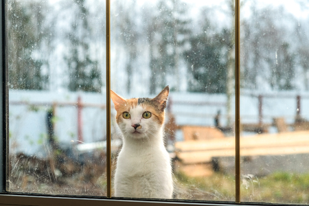 beautiful cat sitting on a window in a country houseの写真素材