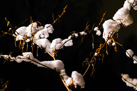 branches in the snow at dawnの写真素材