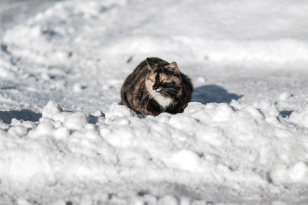 wild cat in the snowの写真素材