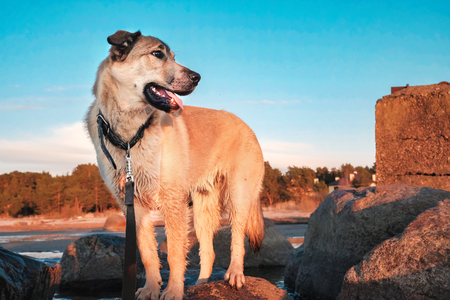 funny puppy Golden Retrieverの写真素材