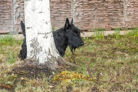 fun black Scotch Terrier jumping in the grassの写真素材